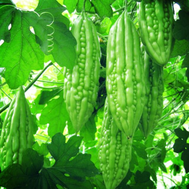 Mướp đắng -khổ qua