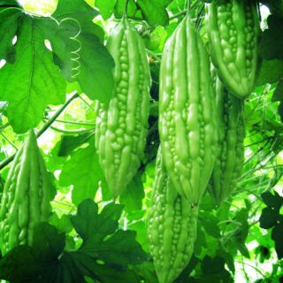 Mướp đắng -khổ qua