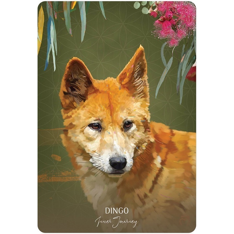 Bộ Bài Wild Wisdom Australia Oracle Cards (Mystic House Tarot Shop) - Bài Gốc Authentic Chính Hãng 100%