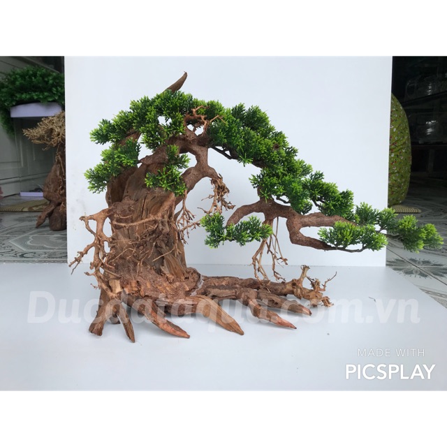 Cây cảnh bon sai - cây gỗ lũa buộc rêu - cây gỗ lũa trang trí bể cá - 40x50