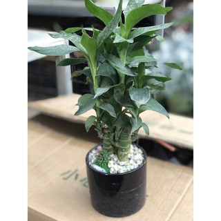Cây Phát Tài, Cây Phát Lộc đất