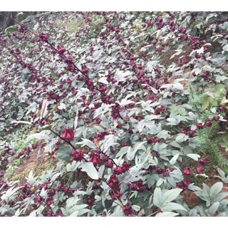 TRÀ HOA ATISO ĐỎ 1KG