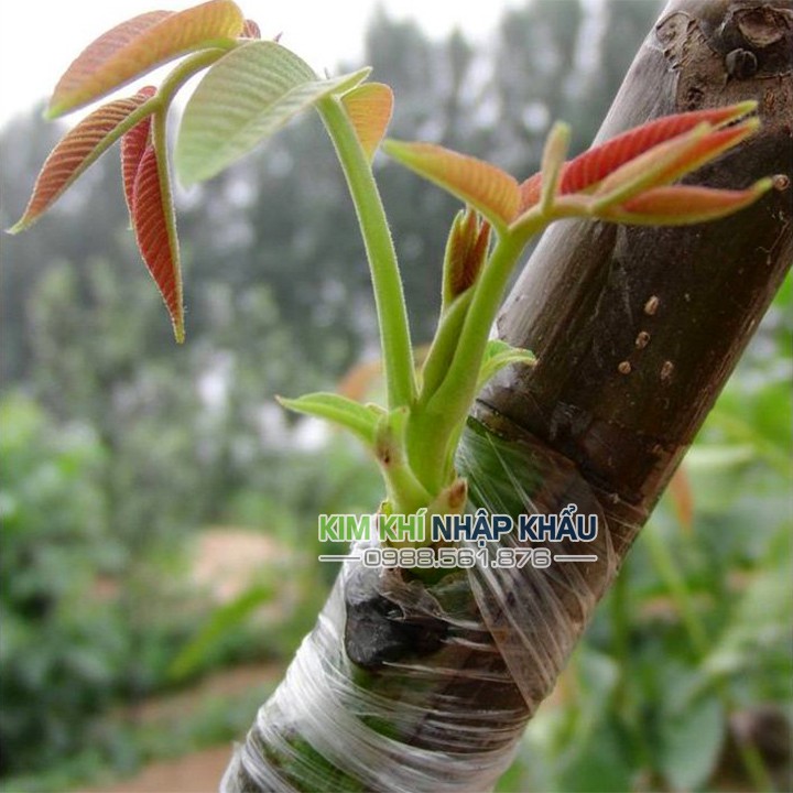 Cuộn băng nilon ghép cây tự hủy khổ 5 cm