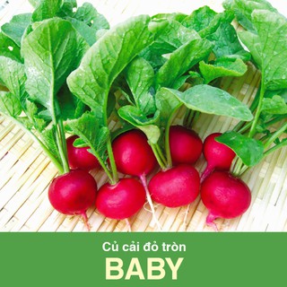 Hạt Giống Củ Cải Đỏ Baby