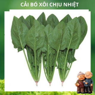 Hạt Giống Cải Bó Xôi (Rau Chân Vịt) Chịu Nhiệt, Dễ Trồng - gói 20g (Hàng Loại 1) - Chính hãng