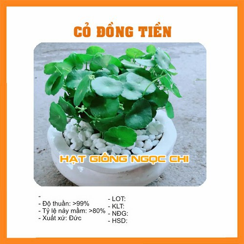 Hạt Giống Cỏ Đồng Tiền - 50 Hạt