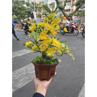 Cây Hoa Mai Giả Trang Trí Tết-Giá Rẻ-Giao Hàng Nhanh
