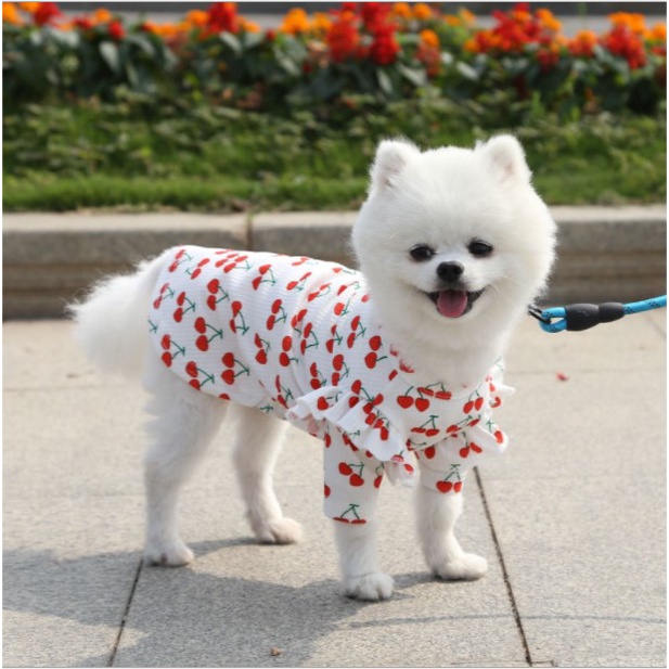 ✨ áo kiểu mẫu mới họa tiết jerry dành cho chó mèo , thú cưng - GouMao Pet ✨