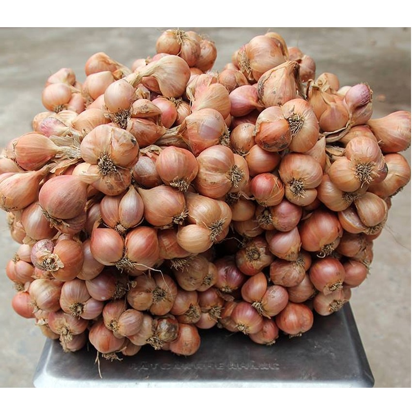 Hành ta khô 2kg, Hành bắc Hải Dương, loại 1 đã chọn lọc