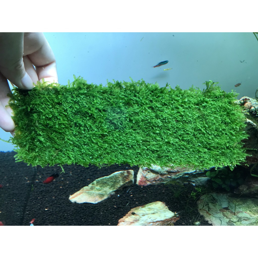 Vỉ Rêu Mini Taiwan 8x20