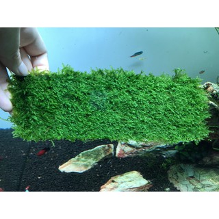 Vỉ Rêu Mini Taiwan 8x20