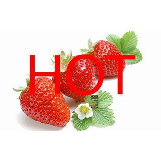 Tinh dầu treo xe , treo tủ đồ hương Dâu Tây Strawberry