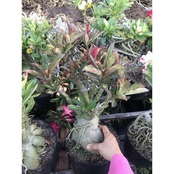 Cây hoa sứ đỏ giống mới + Tặng phân bón