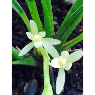 Lan Kiếm trắng hà thu hàng giống