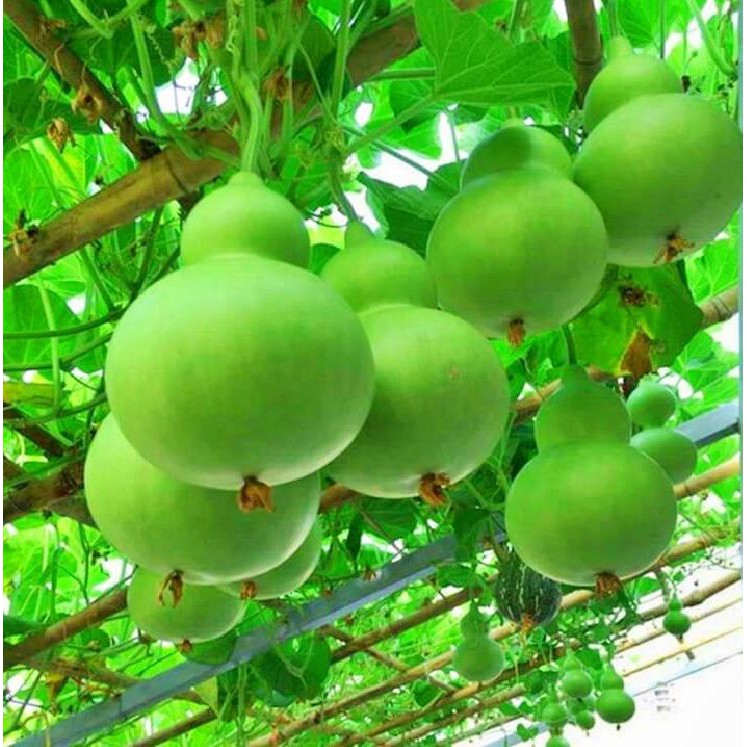 Hạt giống bầu hồ lô cao sản F1 - 1 gói 10 hạt