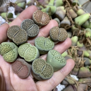 Sen mông/ lithop/ thạch lan size 1,8-2cm (Ngẫu nhiên)