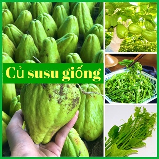 Quả su su giống đã nứt nanh ( cam kết củ già đã có rễ)