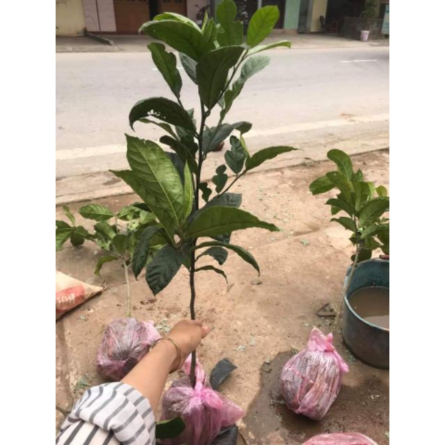 Cây Chay Giống
