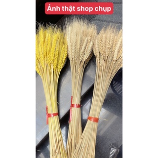 Bó lúa mạch thật phơi khô màu vàng 100 nhánh