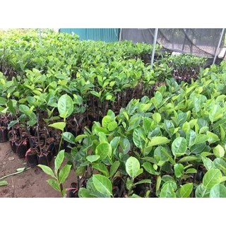 Cây mít ruột đỏ sơ đỏ