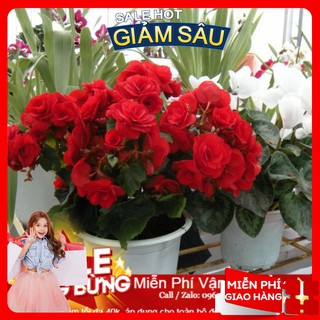 Hạt Giống Hoa Thu Hải Đường Kép Mix - 5 Hạt / Gói