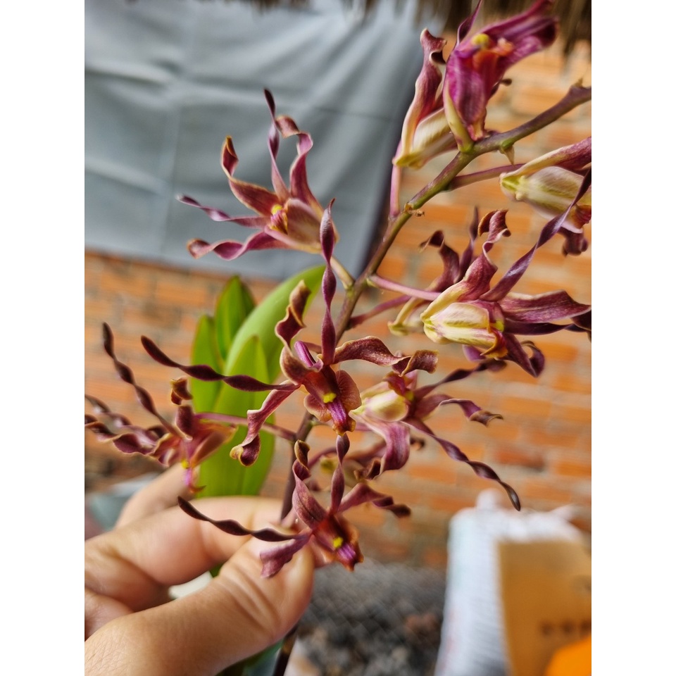 Hoa lan Denro nắng sing đỏ