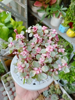 Chậu Đô La Hồng