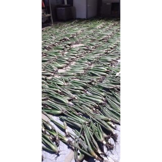 CÂY GIỐNG  NHA ĐAM MỸ