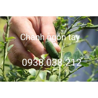 CÂY CHANH NGÓN TAY