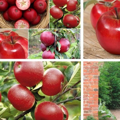 Hạt giống táo đỏ lùn Mỹ 10 hạt ( tặng kèm 3 viên nén kích thích ươm hạt )