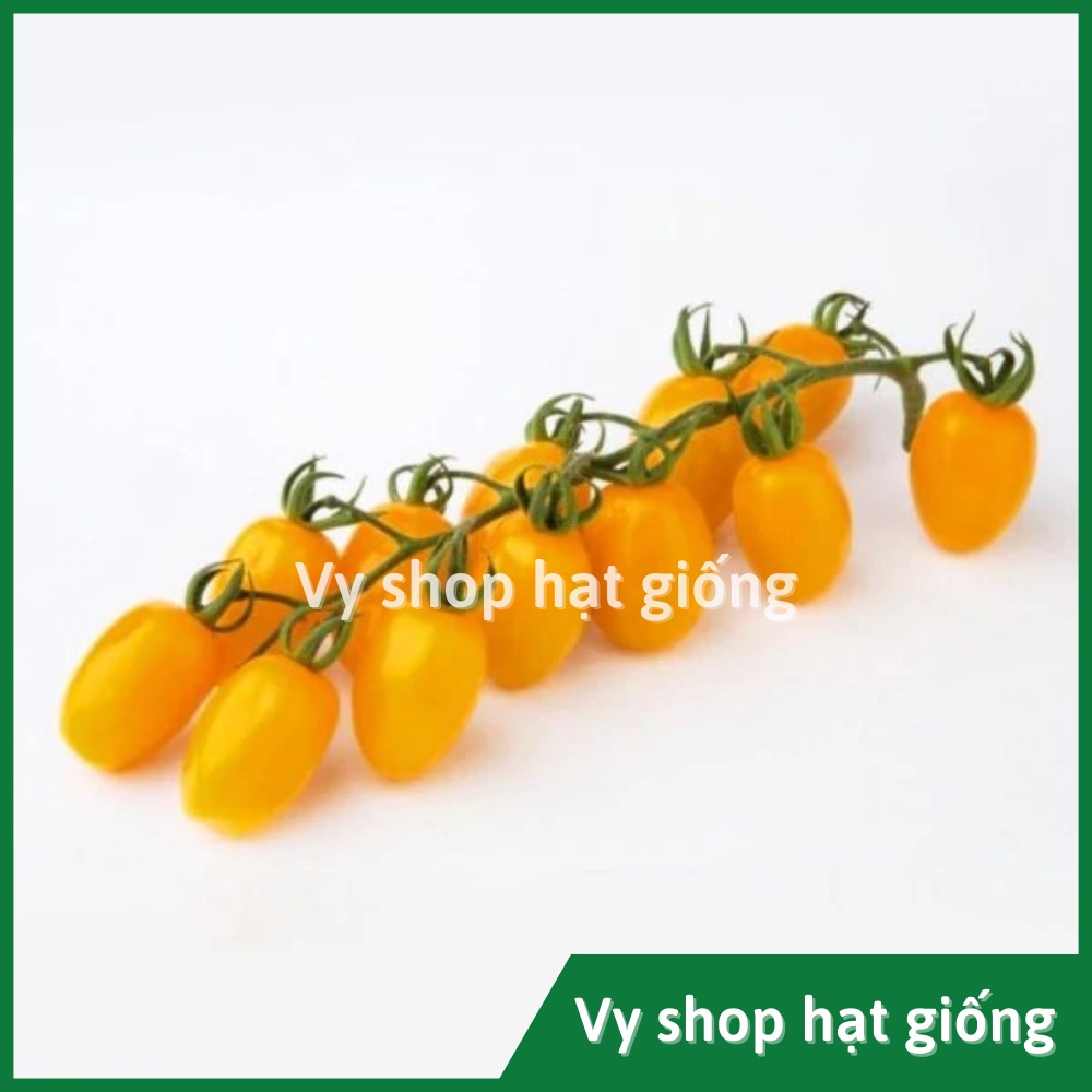 Hạt giống cà chua trái cây vàng Sweet boy Thái Lan gói 30 hạt