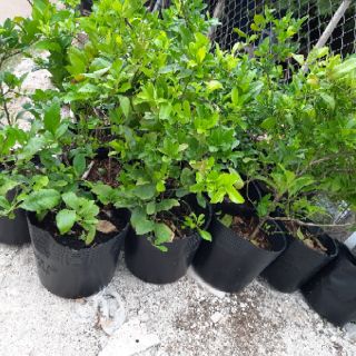 Cây Chanh ( lớn ) ( đã bật hỏa tốc )