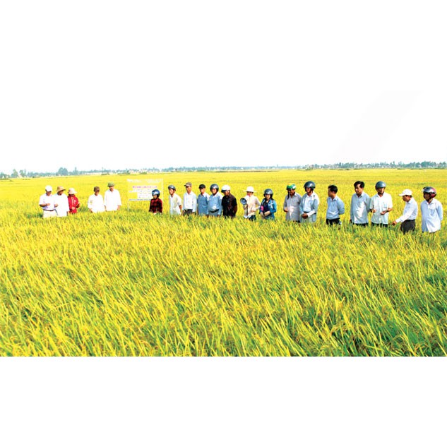 GẠO ST25 LÚA TÔM