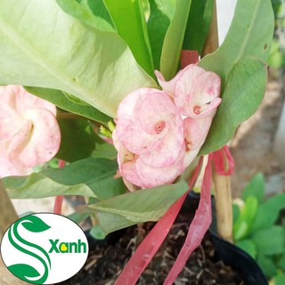 Xương Rồng Bát Tiên