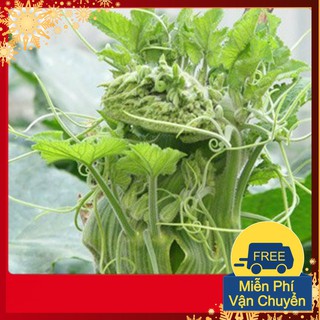 Hạt Giống Bí Siêu Ngọn Mập