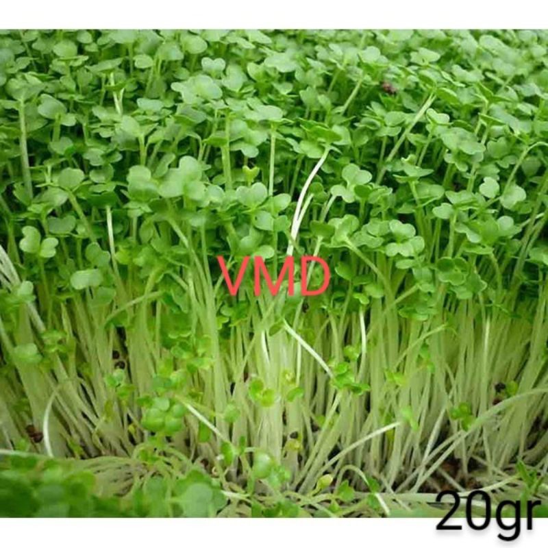 Hạt giống Mầm Hướng Dương