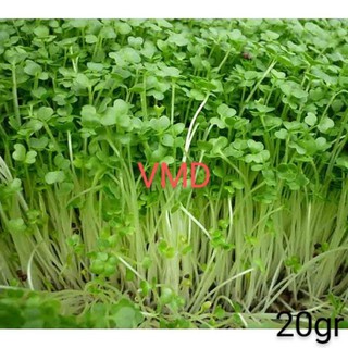 Hạt giống Mầm Hướng Dương