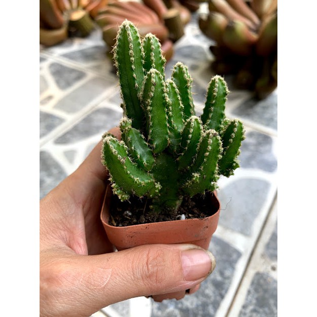 Xương rồng Thanh Sơn