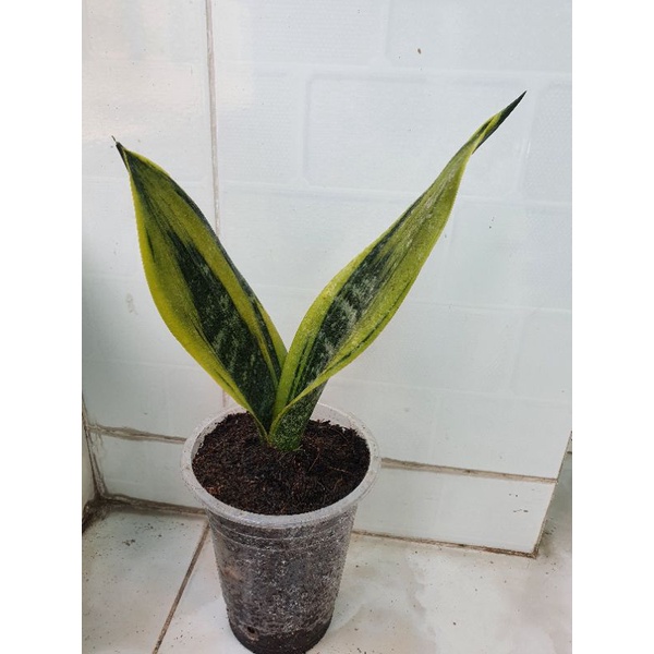 Lưỡi hổ hoàng kim giống mới