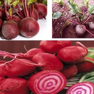 Hạt giống Củ Dền Đỏ F1 - Túi 2gram (TẶNG gói kích thích hỗ trợ hạt nảy mầm)