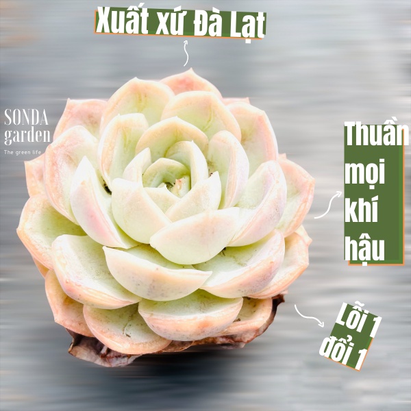 Sen đá lola tím ép màu SONDA GARDEN size bầu 4x4cm, cây cảnh trang trí nhà cửa, lỗi 1 đổi 1