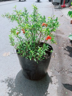 Cây Lựu Cho Sai Trái