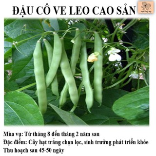 Hạt giống đậu cô ve leo cao sản LS.08 (leo tứ quý-hạt trắng) gói 50g LUCKY SEEDS