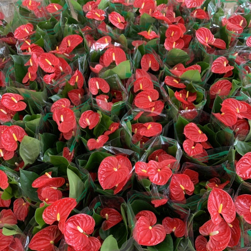 Cây hoa hồng môn đỏ cao 25-30cm, cây hoa để bàn phong thủy dễ chăm sóc, mang đến gia chủ tài lộc và thịnh vượng