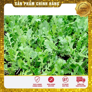 Hạt giống rau cải rocket cao sản