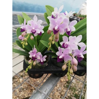 Lan hồ điệp cobo 3cây