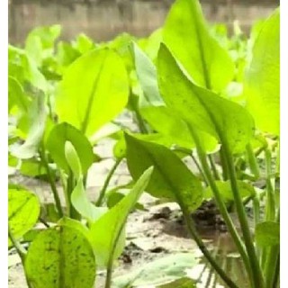 Hạt giống trạch tả - ( Cây dược liệu - gói 50 hạt )