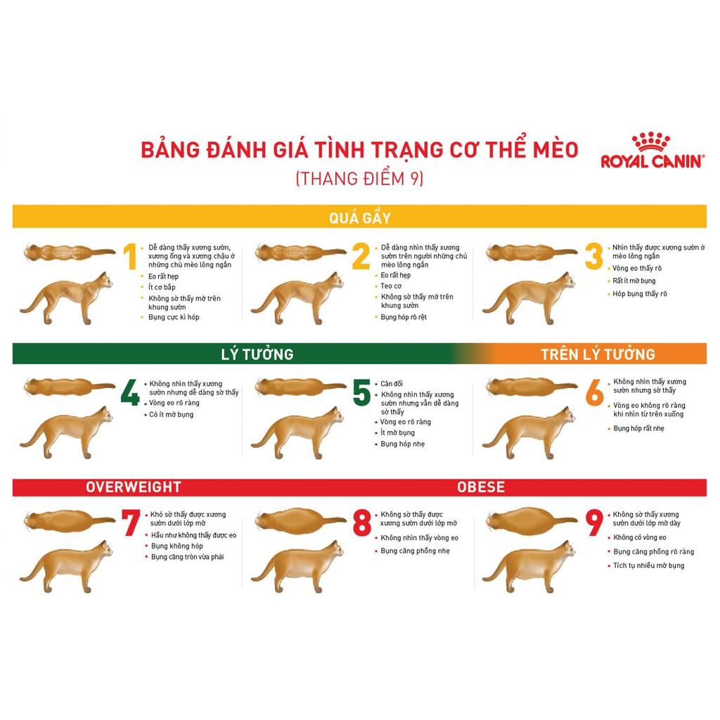 ROYAL CANIN DIABETIC CAT -THỨC ĂN HẠT KIỂM SOÁT DINH DƯỠNG CHO MÈO BỊ TIỂU ĐƯỜNG