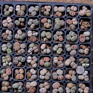 Lithop Thạch Lan (sỉ 7k)