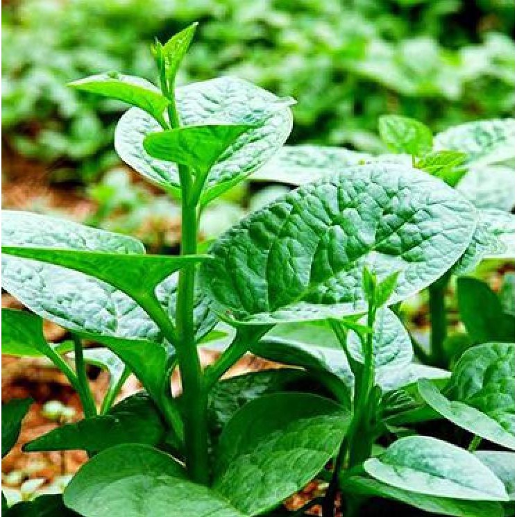 Hạt giống rau mồng tơi xanh gói 20gram/gói